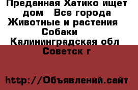 Преданная Хатико ищет дом - Все города Животные и растения » Собаки   . Калининградская обл.,Советск г.